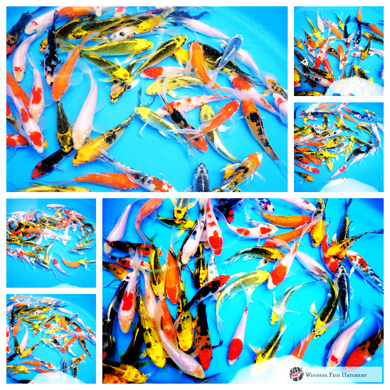 all beautiful butterfly koi for sale online