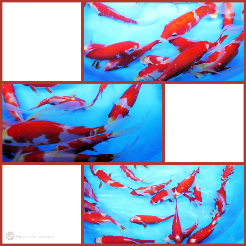 high quality red & white comets for sale online 