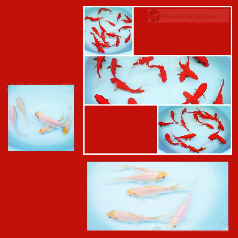 bright white, deep red longtail goldfish buy online