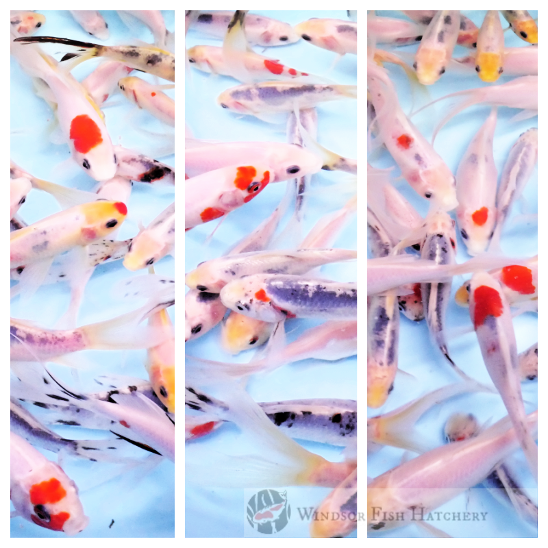 White fish with hints of colour for your pond