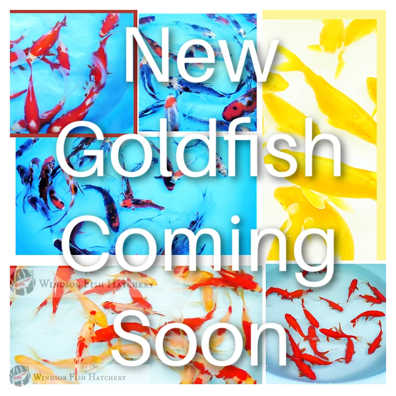 vibrant mix of goldfish to see in your pond 