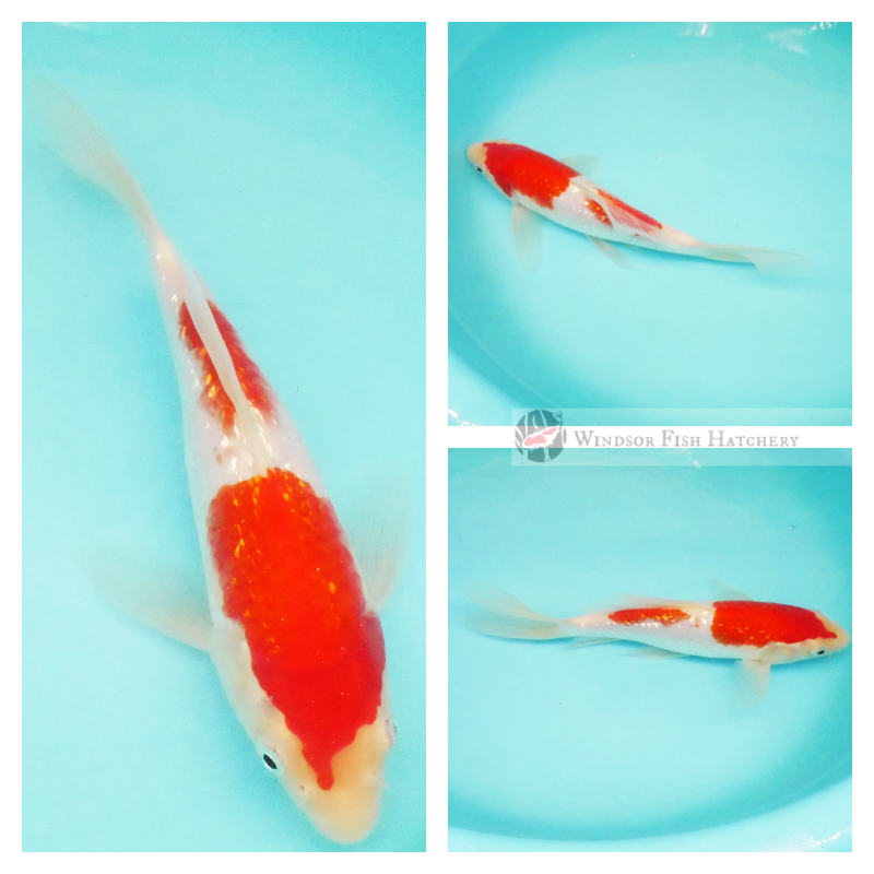 high contrast gin rin scale kohaku for sale online 