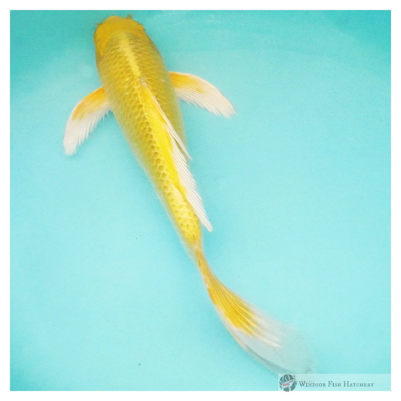 high lustre butterfly koi for sale. Order now