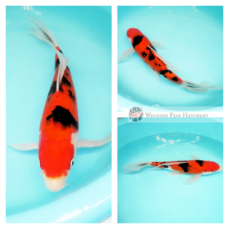sanke butterfly koi online to see in your pond 