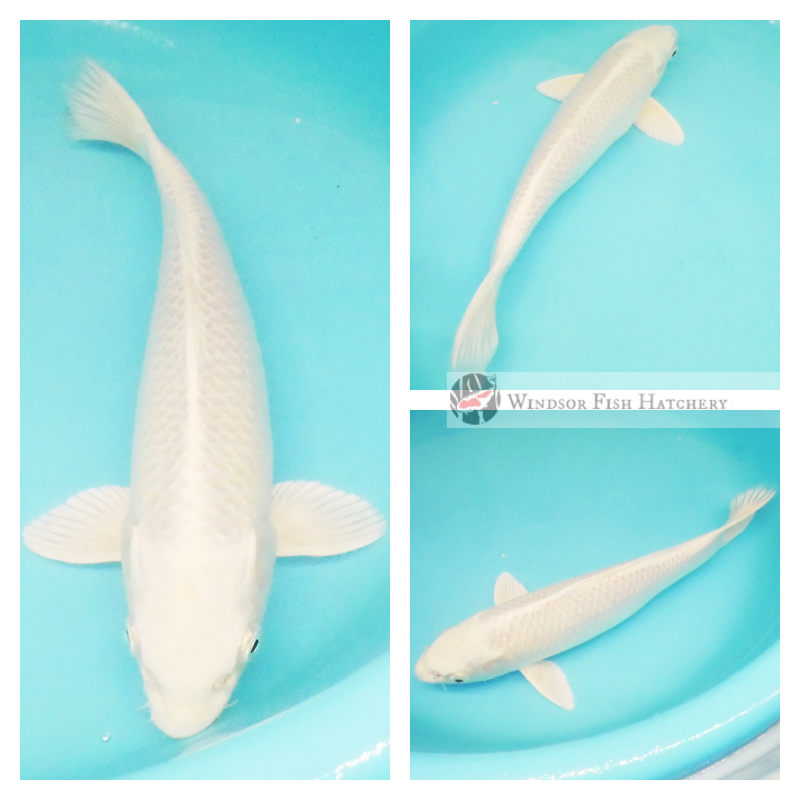 koi to see in your pond 