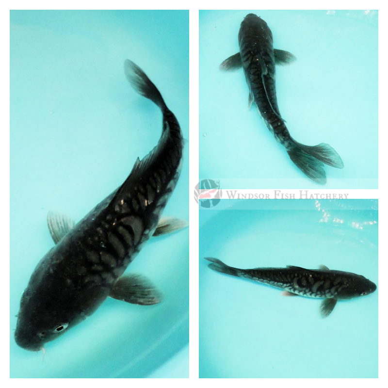 black dostiu scale patterned arago koi fish for sale 