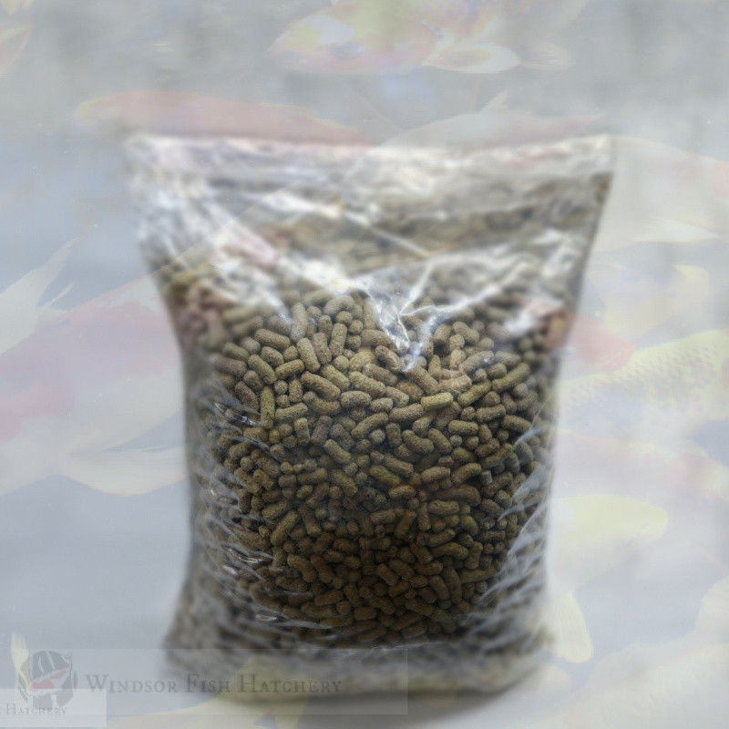 Feed koi fish wheat germ in autumn and winter 