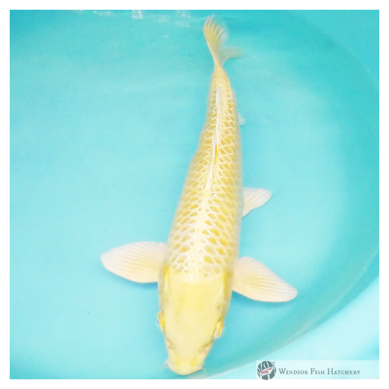 eye-catching yambuki to see in  your pond for sale online