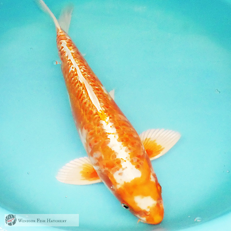 two coloured metallic koi to stand out in your pond