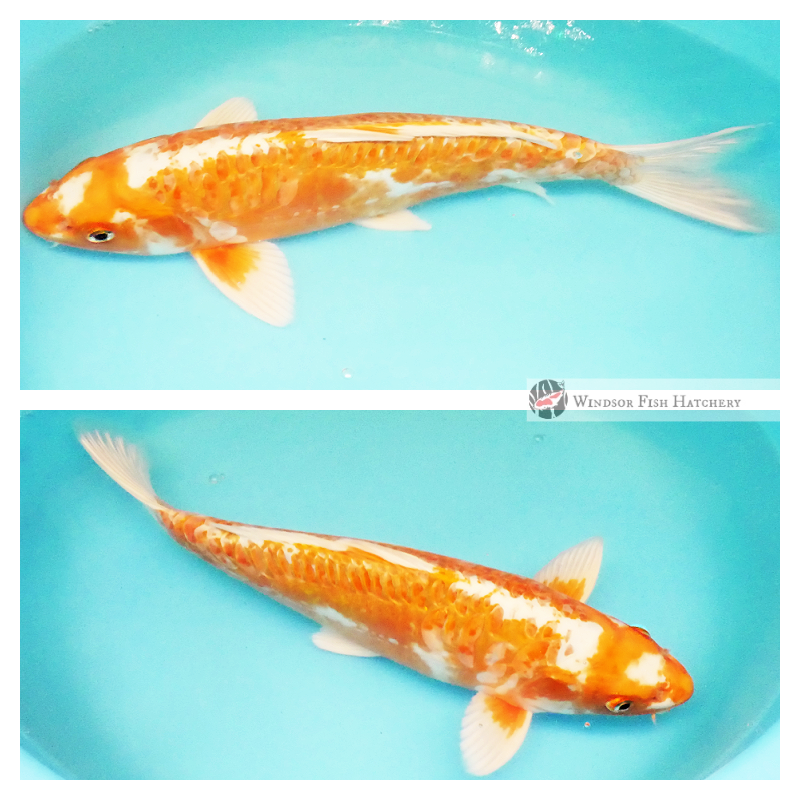 koi for sale australia