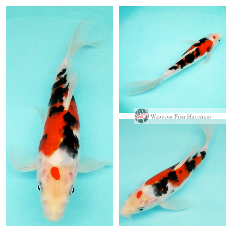 very nice patterning and colouring koi for sale 