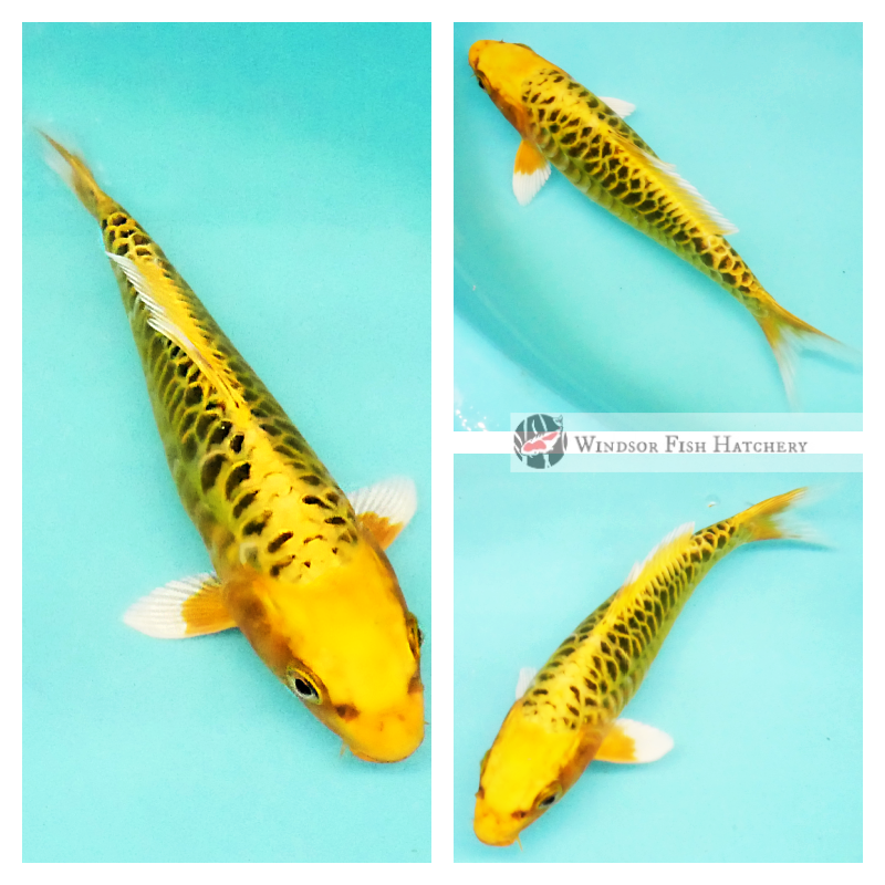high contrasting gold & black koi for sale 