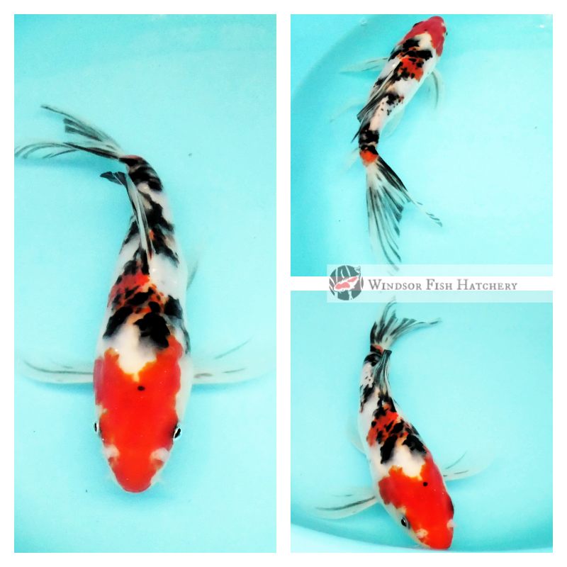 longfin koi fish to see swimming in your pond buy online