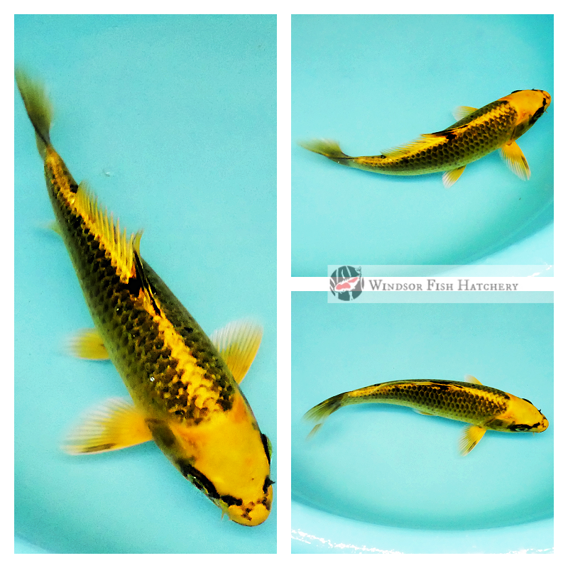 healthy koi for sale on the website 