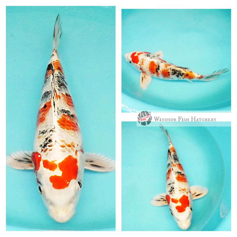 larger metallic koi fish for sale online