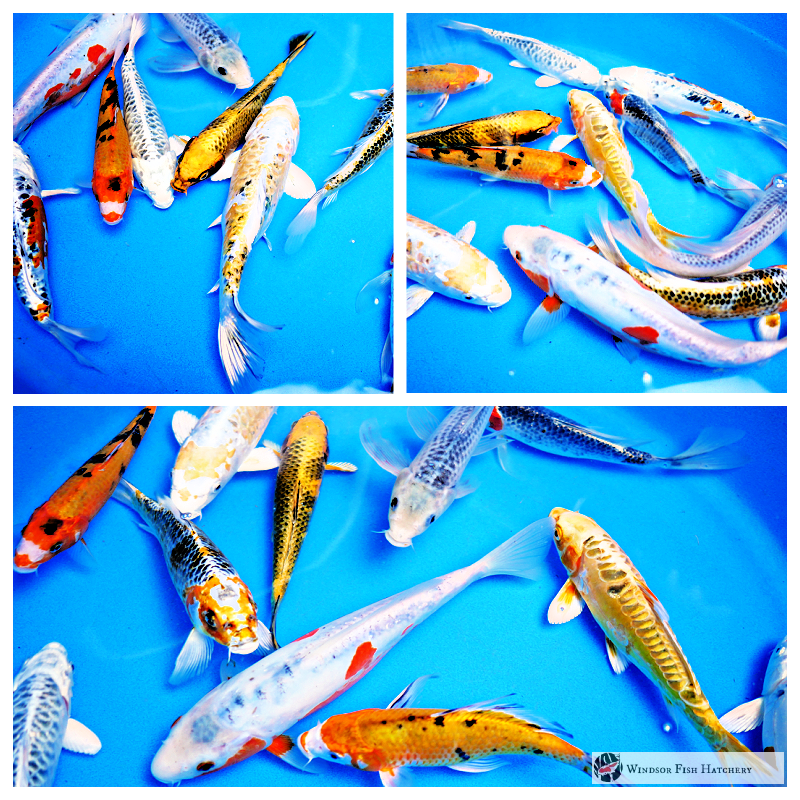 koi fish to see in your pond