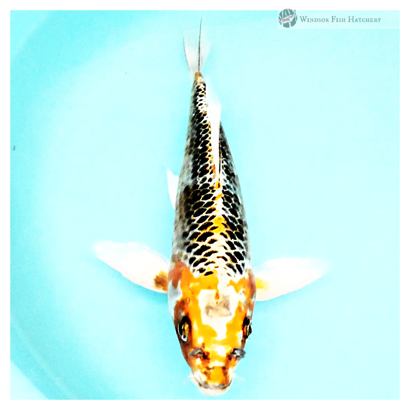 healthy koi couriered to your door 