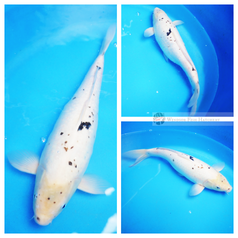ready to breed female koi 