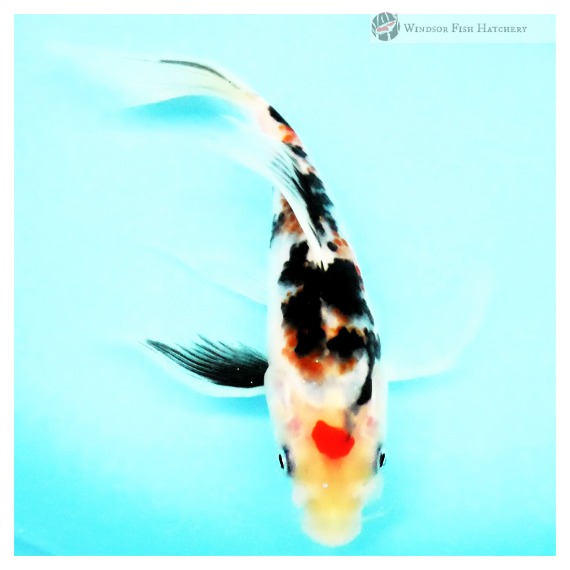 Young koi fish for sale online