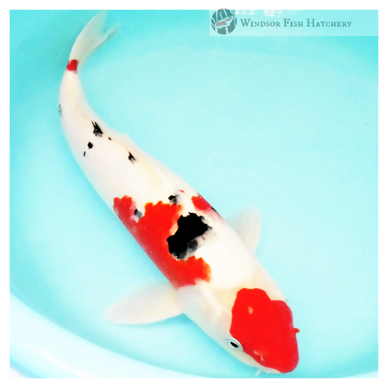 koi fish australia