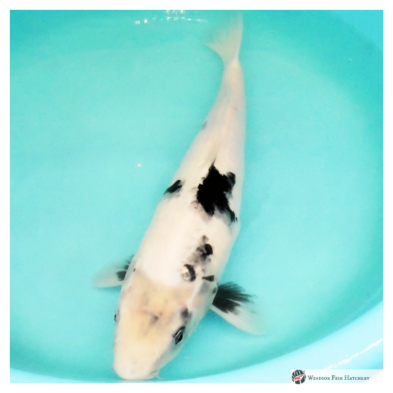 koi for sale from the breeder
