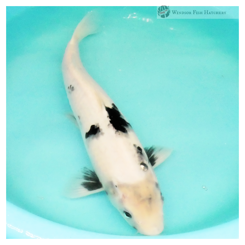 female koi to bred in your pond