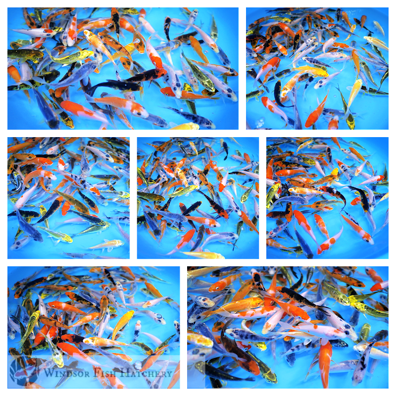 buy baby koi to grow in your pond