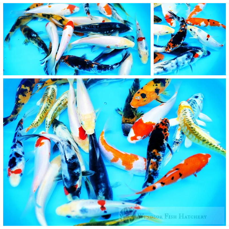 mixed varieties of koi to see in your pond