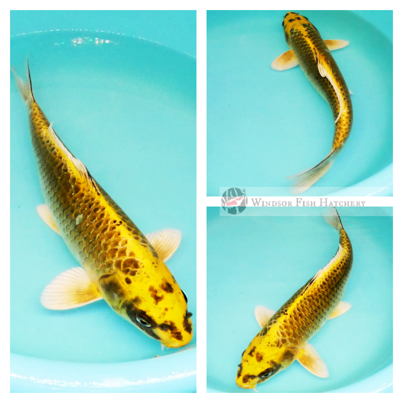 metallic koi for sale 