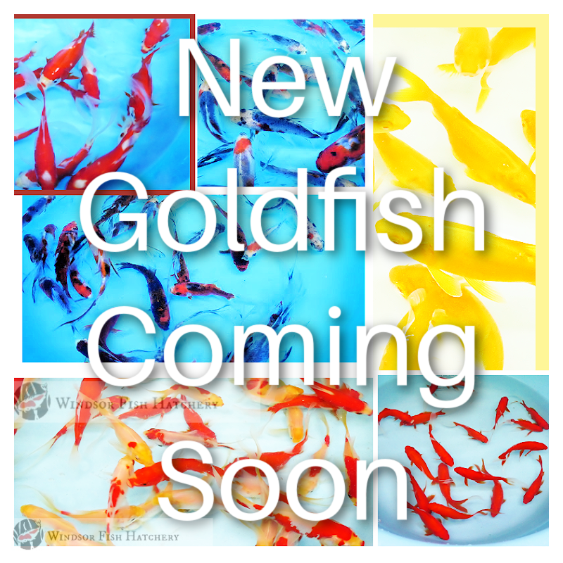 choose beautiful goldfish to add to your pond