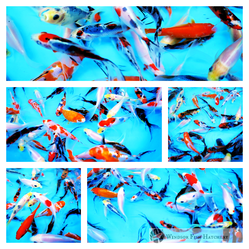 very colourful mix of goldfish for sale