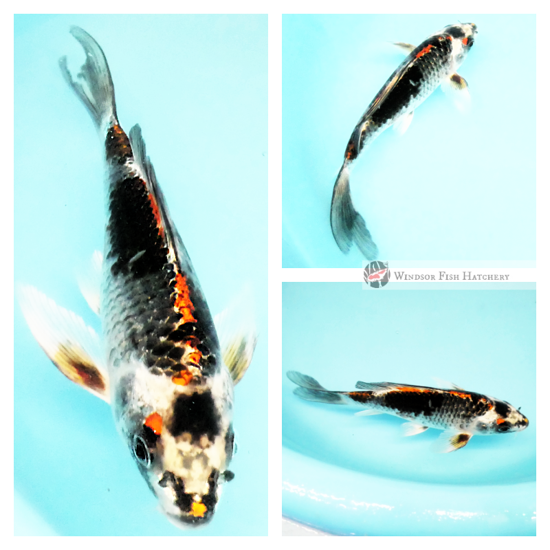 butterfly koi for sale from windsor fish hatchery