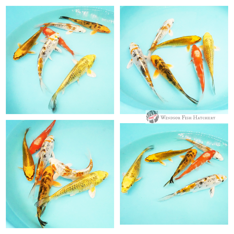 6 koi to see grow & develop in your pond