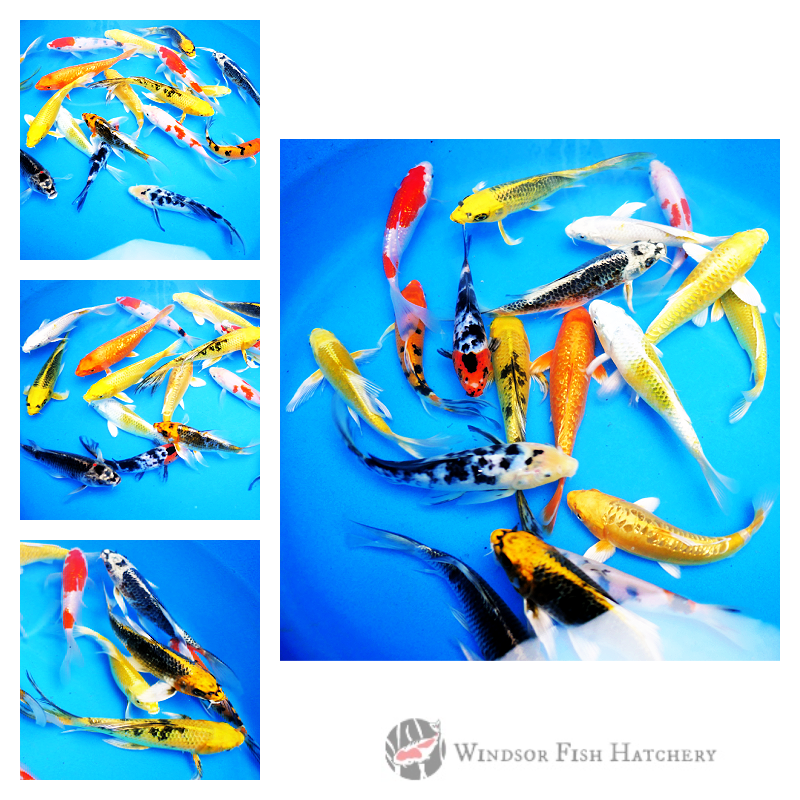 koi fish to see in your pond