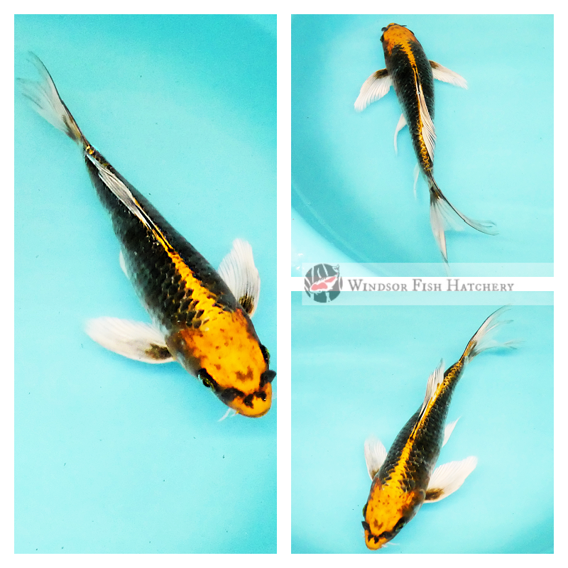butterfly koi breeder sydney