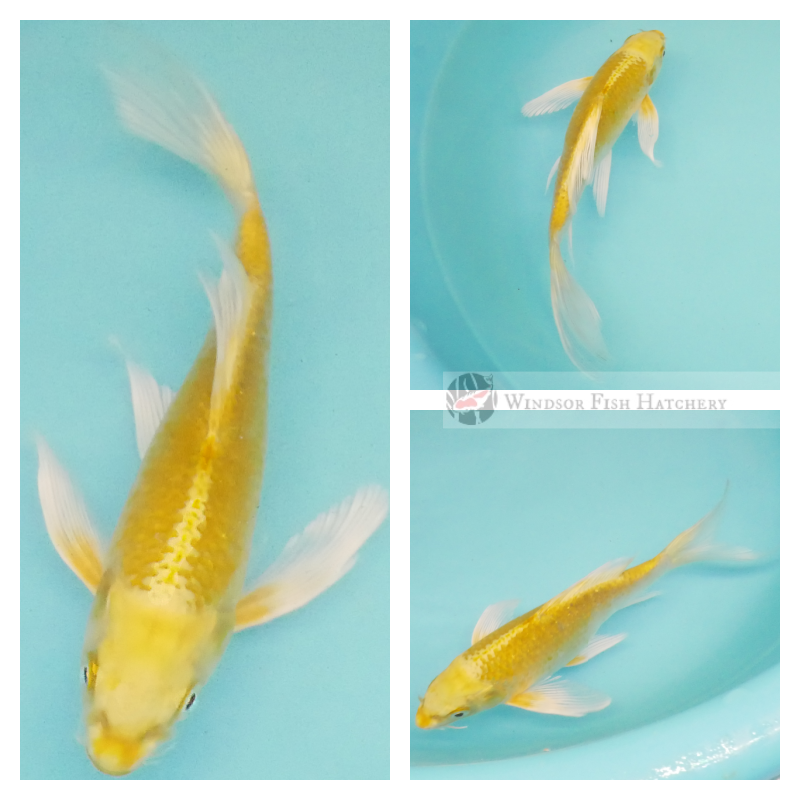 longfin koi fish for sale online