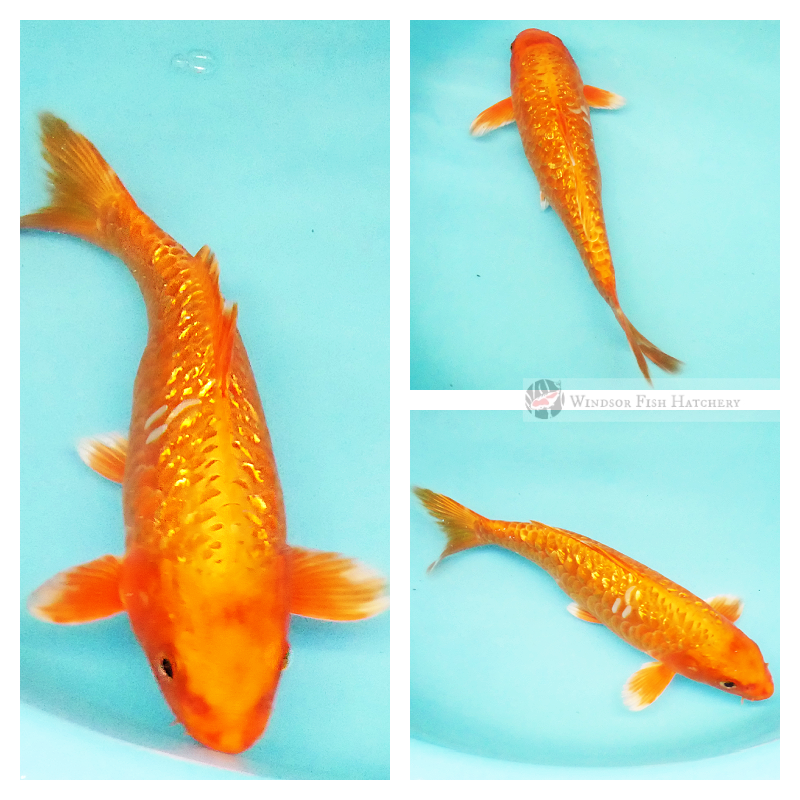 buy beautiful koi fish to see in your pond