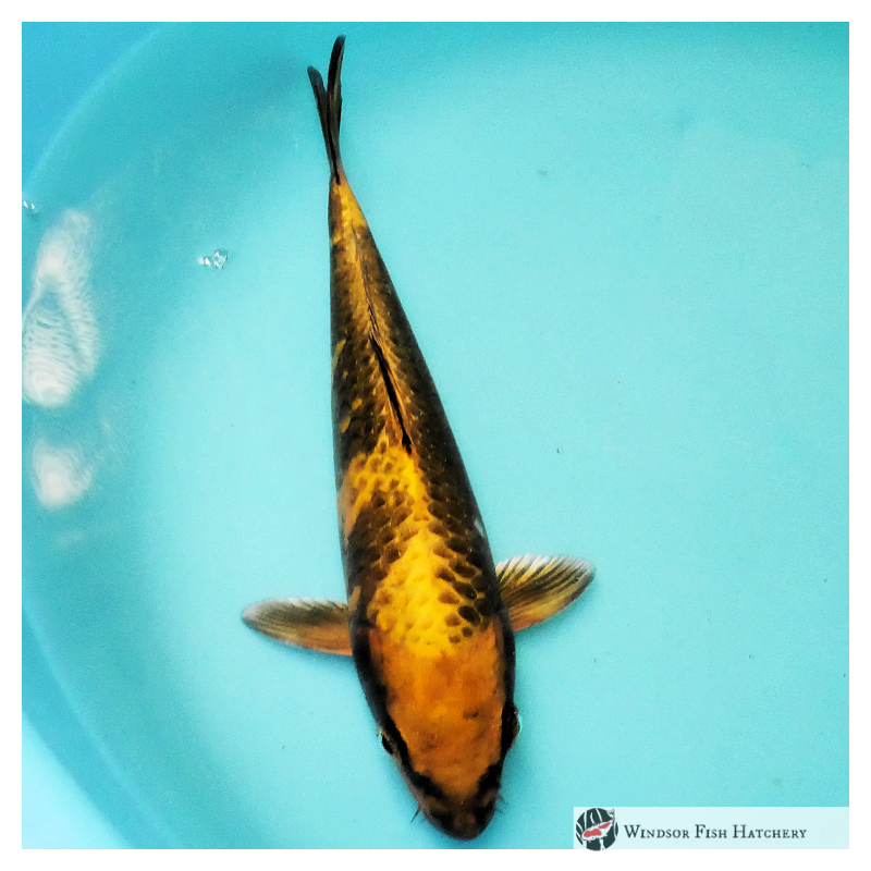 kin ki utsuri koi variety