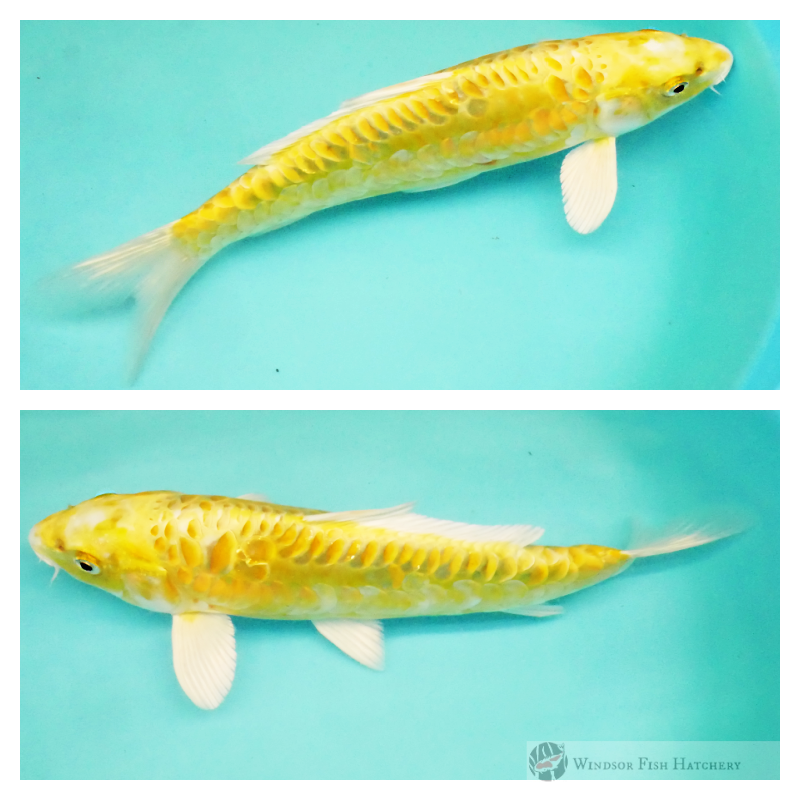 large scale koi variety online