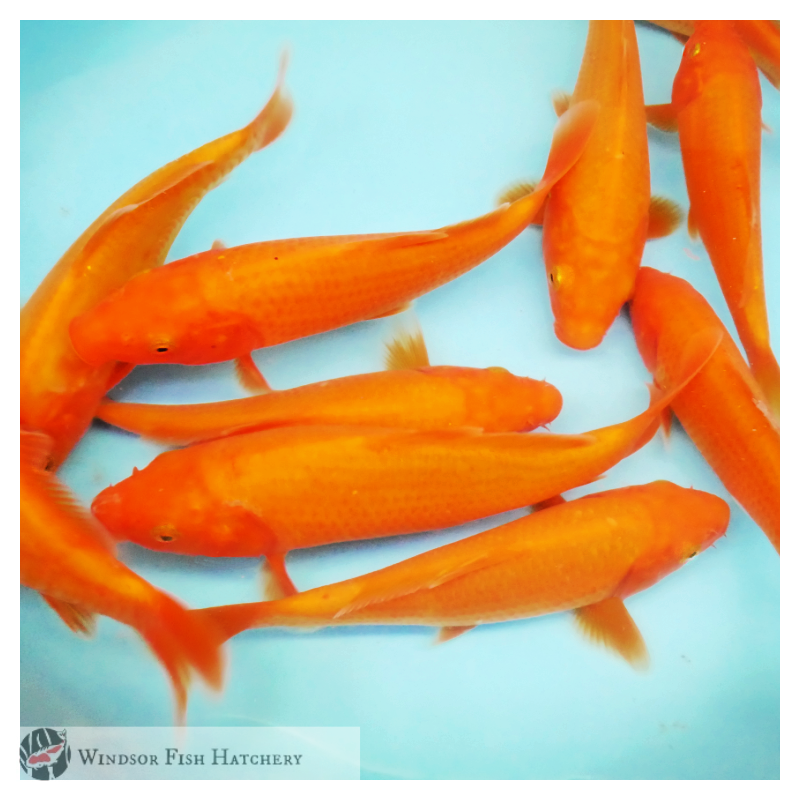 red koi for sale online 