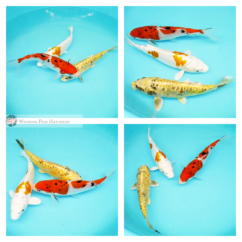 buy koi fish