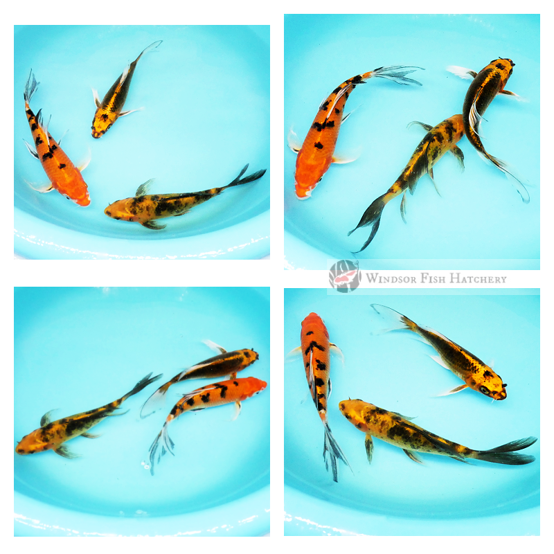 buy butterfly koi online 
