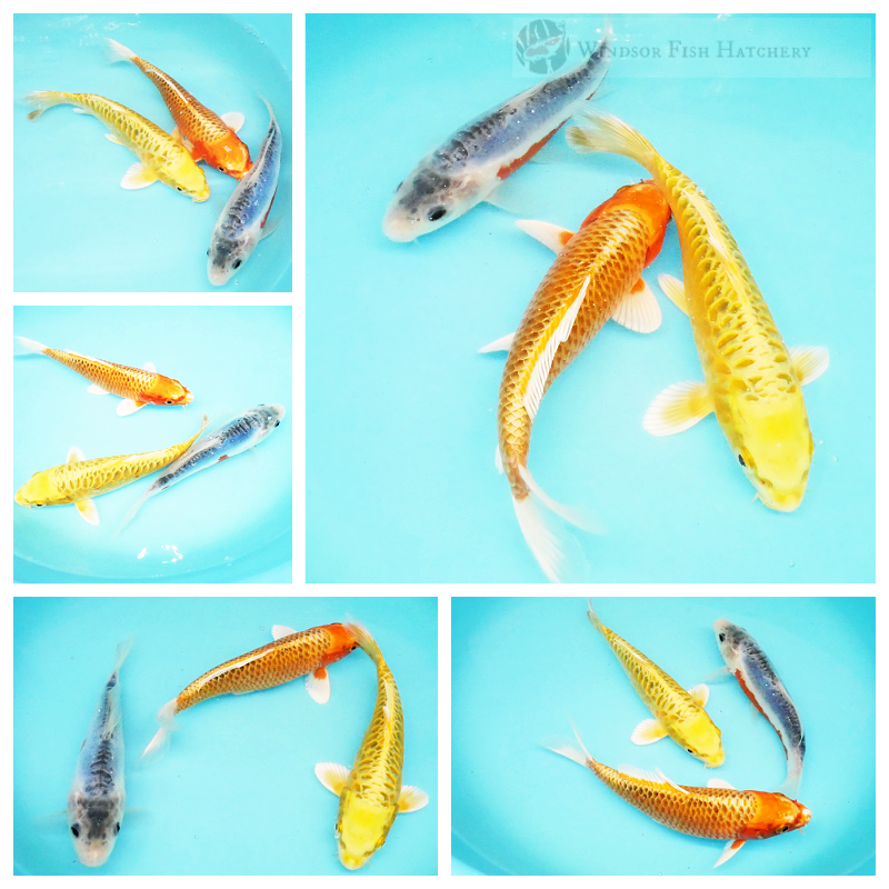 3 healthy koi for sale