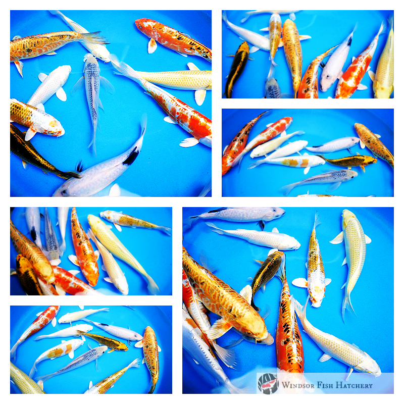 buy koi fish in australia