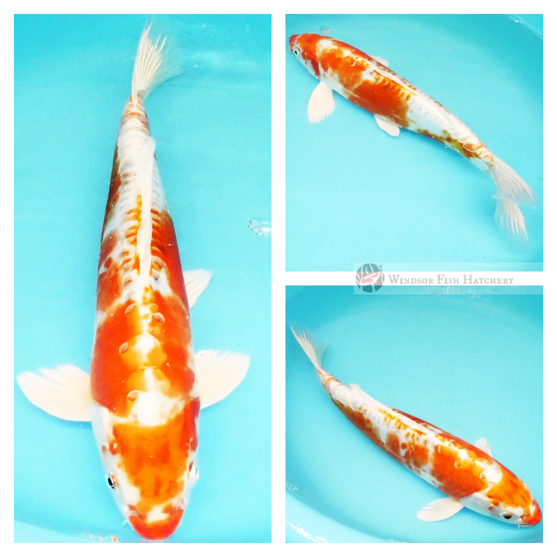 leather skin koi sydney