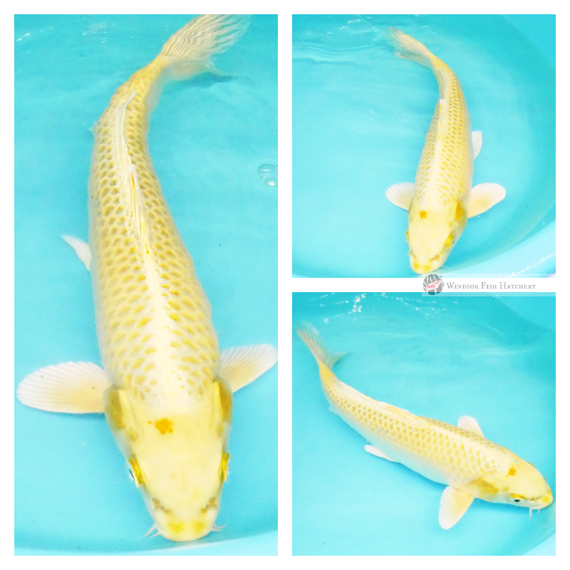 bright koi fish for sale online 