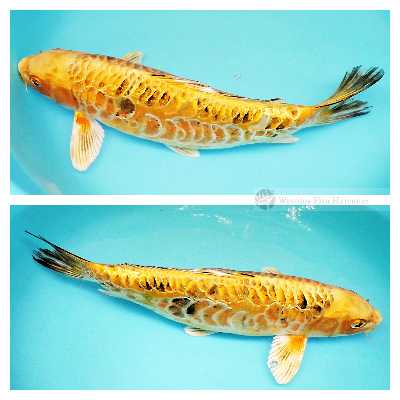 koi fish australia