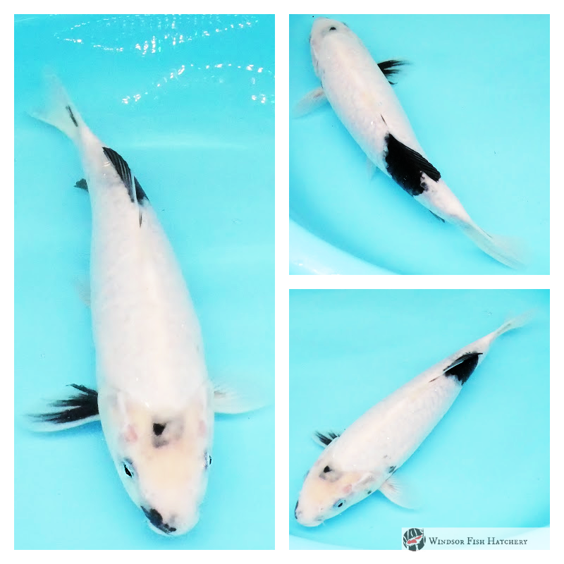 Shiro utsuri koi fish to mature in your pond