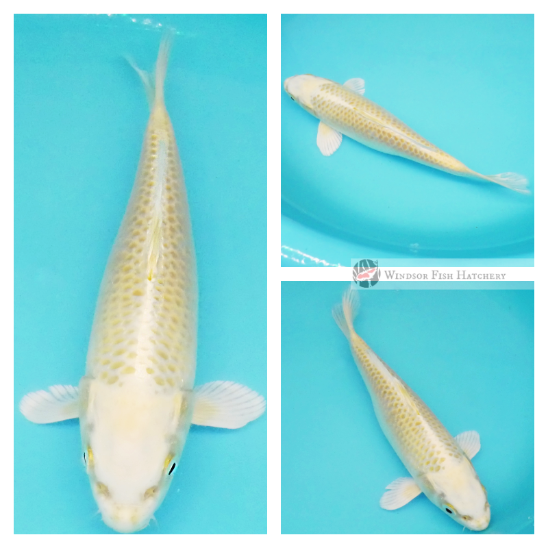 pastel metallic soft yellow koi online