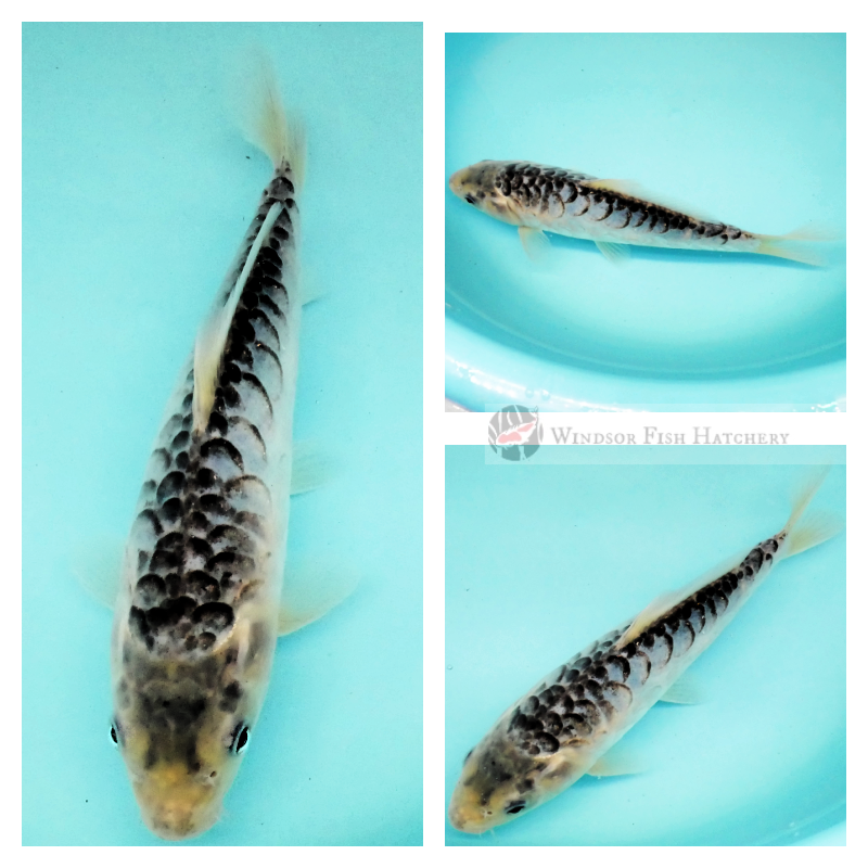 buy blue koi fish
